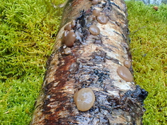 Adelphella babingtonii