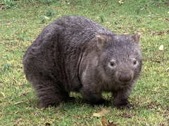 Common Wombat photo 5