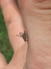 Pseudotephritina