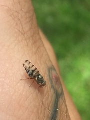 Pseudotephritina