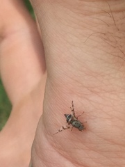 Pseudotephritina