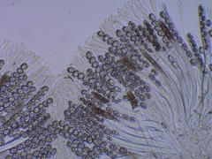 Adelphella babingtonii
