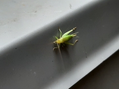 Cyrtoxipha columbiana