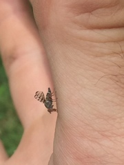 Pseudotephritina