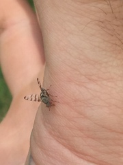 Pseudotephritina
