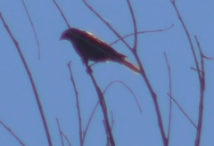 Haemorhous purpureus