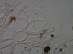 Adelphella babingtonii