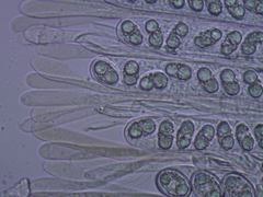 Adelphella babingtonii