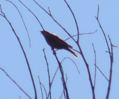 Haemorhous purpureus