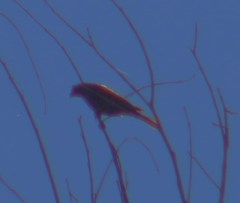 Haemorhous purpureus