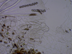 Adelphella babingtonii
