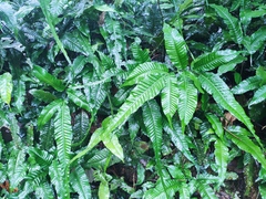 Bolbitis heteroclita