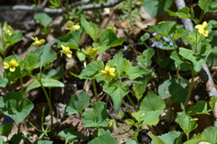 Viola eriocarpa