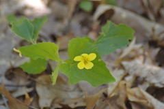 Viola eriocarpa