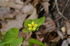 Viola eriocarpa