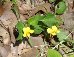 Viola eriocarpa