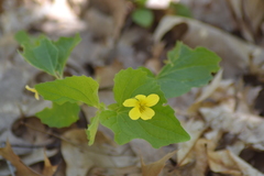 Viola eriocarpa