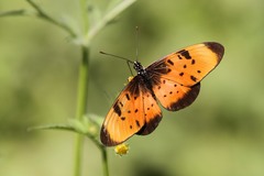 Acraea natalica