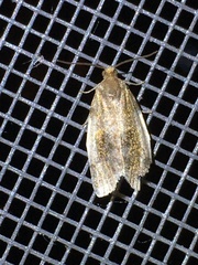 Clepsis melaleucanus