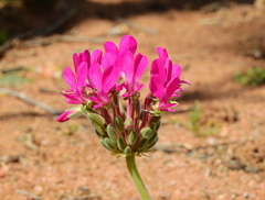 Pelargonium incrassatum