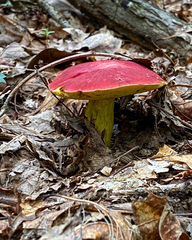 Boletus roodyi