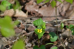 Viola eriocarpa