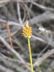 Capituligerae