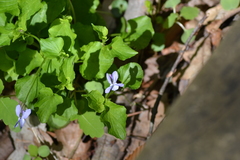 Viola labradorica