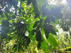 Barringtonia macrostachya