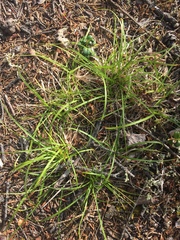 Carex rossii