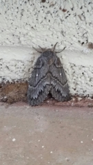 Gloveria arizonensis