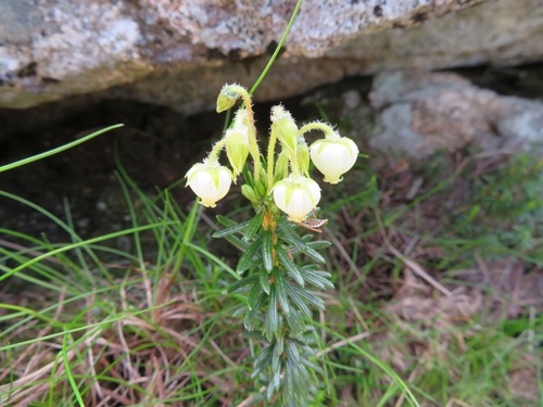 Image of Phyllodoce aleutica by (c) Marco Mussita, some rights reserved (CC BY)