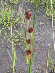 Juncus castaneus