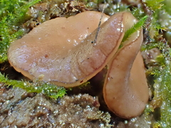Adelphella babingtonii