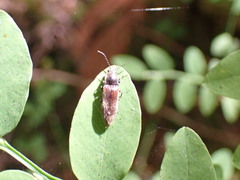 Hemicrepidius pallidipennis