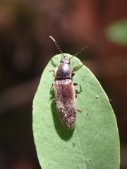 Hemicrepidius pallidipennis