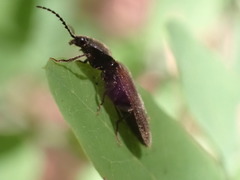 Hemicrepidius pallidipennis