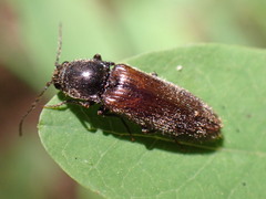 Hemicrepidius pallidipennis