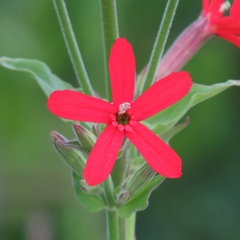 Silene regia