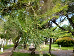Melaleuca alternifolia