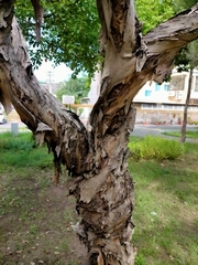 Melaleuca alternifolia