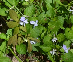 Viola labradorica