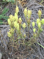 Castilleja pallida yukonis