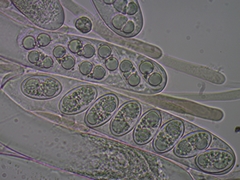 Adelphella babingtonii