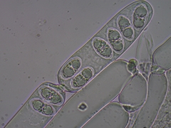 Adelphella babingtonii
