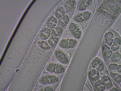 Adelphella babingtonii