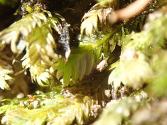 Fissidens osmundioides