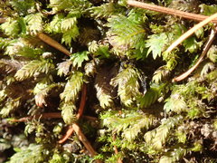 Fissidens osmundioides
