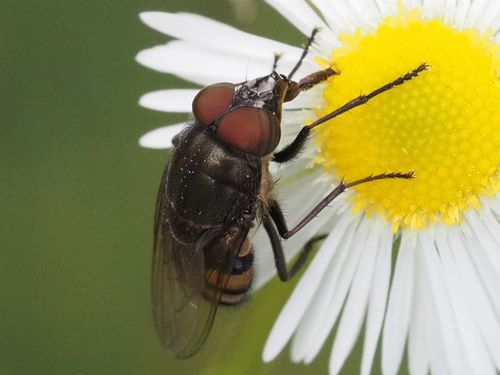 Locust Blowfly