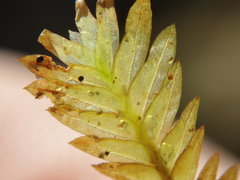 Fissidens osmundioides